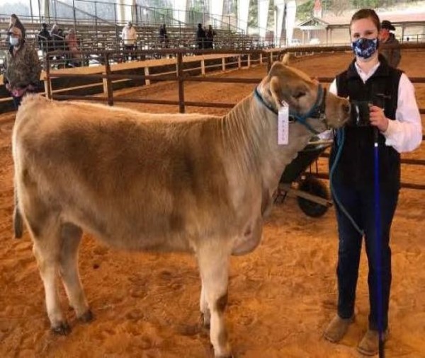 Emily and her show heifer